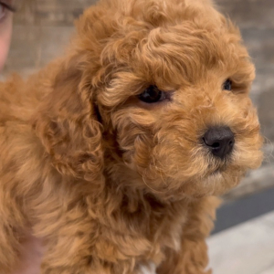 Poodle Puppy Theodore
