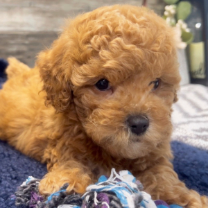 Poodle Puppy Theodore