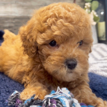 Poodle Puppy Theodore