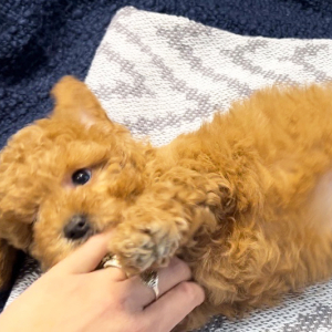 Poodle Puppy Theodore