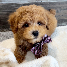 Poodle Puppy Theodore