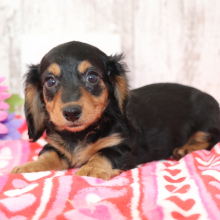 Dachshund Puppy Kenzie