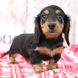 Dachshund Puppy Kenzie