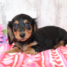Dachshund Puppy Kenzie
