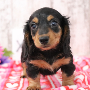 Dachshund Puppy Kenzie
