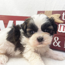 Shih Tzu Puppy Sammye Jo