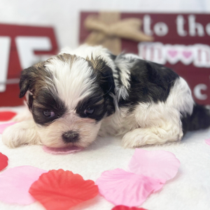 Shih Tzu Puppy Sammye Jo