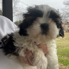 Shih Tzu Puppy Sammye Jo