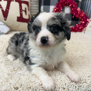 Aussalier Puppy Mason