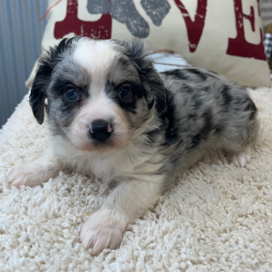 Aussalier Puppy Mason