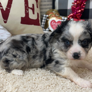Aussalier Puppy Mason