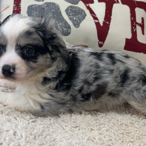 Aussalier Puppy Mason