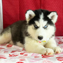 Siberian Husky Puppy Kara
