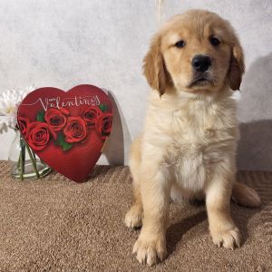 Golden Retriever Puppy Kay