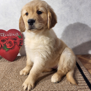 Golden Retriever Puppy Kay