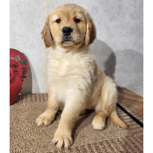 Golden Retriever Puppy Kay