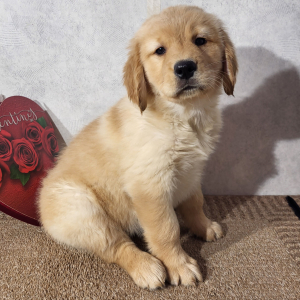 Golden Retriever Puppy Kay
