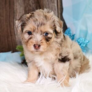 Aussiedoodle Puppy Gretchen