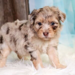 Aussiedoodle Puppy Gretchen