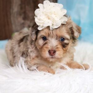 Aussiedoodle Puppy Gretchen