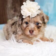 Aussiedoodle Puppy Gretchen