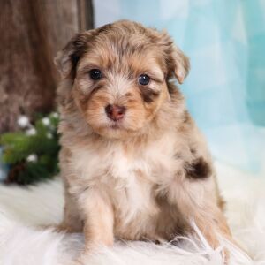 Aussiedoodle Puppy Gretchen