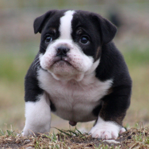 Beabull Puppy Ben