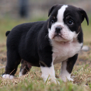 Beabull Puppy Ben