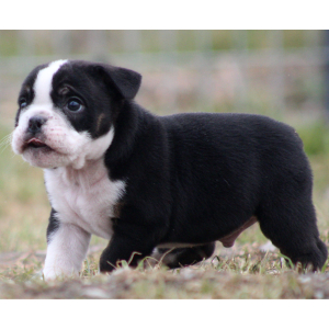 Beabull Puppy Ben