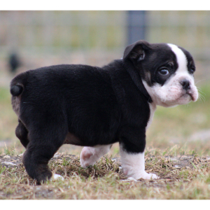 Beabull Puppy Ben