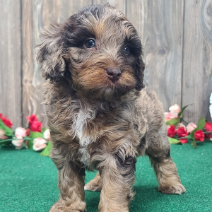 Cockapoo Puppy Rango