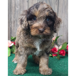 Cockapoo Puppy Rango