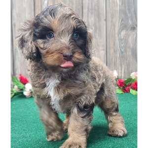 Cockapoo Puppy Rango