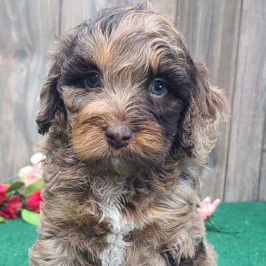 Cockapoo Puppy Rango