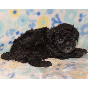 Poodle Puppy Clayton