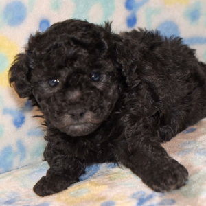 Poodle Puppy Clayton