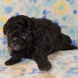 Poodle Puppy Clayton