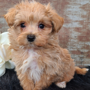 Maltipoo Puppy Dakota