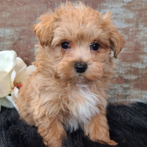 Maltipoo Puppy Dakota