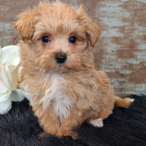 Maltipoo Puppy Dakota