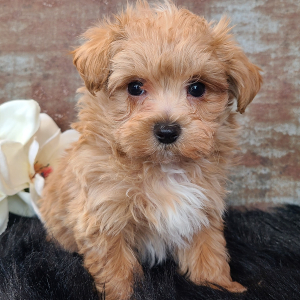 Maltipoo Puppy Dakota