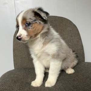 Australian Shepherd Puppy Kendra