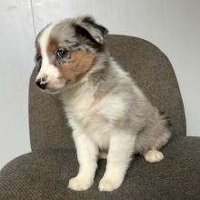 Australian Shepherd Puppy Kendra