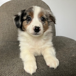 Australian Shepherd Puppy Kendra