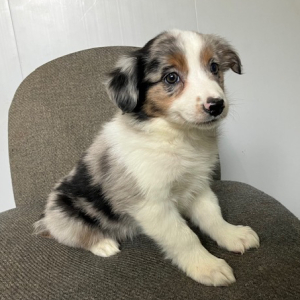 Australian Shepherd Puppy Kendra