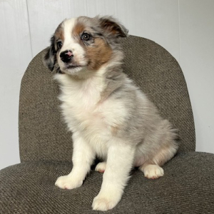 Australian Shepherd Puppy Kendra