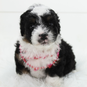 Bernedoodle Puppy Buddy
