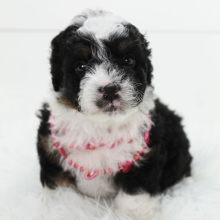 Bernedoodle Puppy Buddy