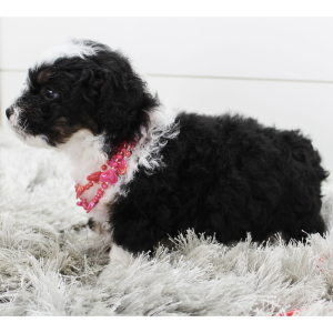 Bernedoodle Puppy Buddy