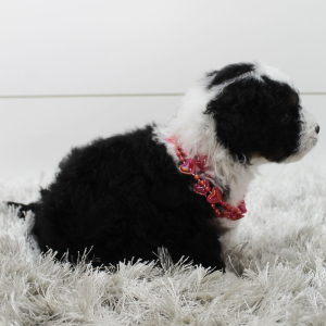 Bernedoodle Puppy Buddy